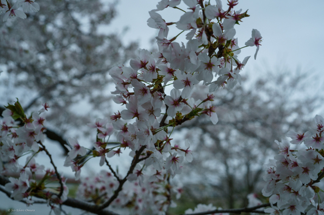 20240419-7.jpg